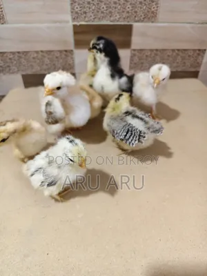 কলম্বিয়ান ব্রাম্মা মুরগি