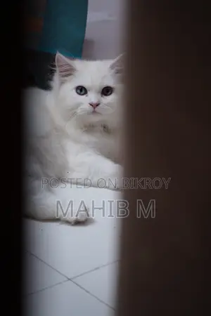 ১-৩ মাস বয়সী ফিমেল পিউরব্রেড পার্সিয়ান