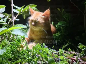 6-12 Months Male Mixed Breed Persian