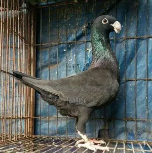 ড্যানিশ, চীন। বিউটি চৌধুরী আউল