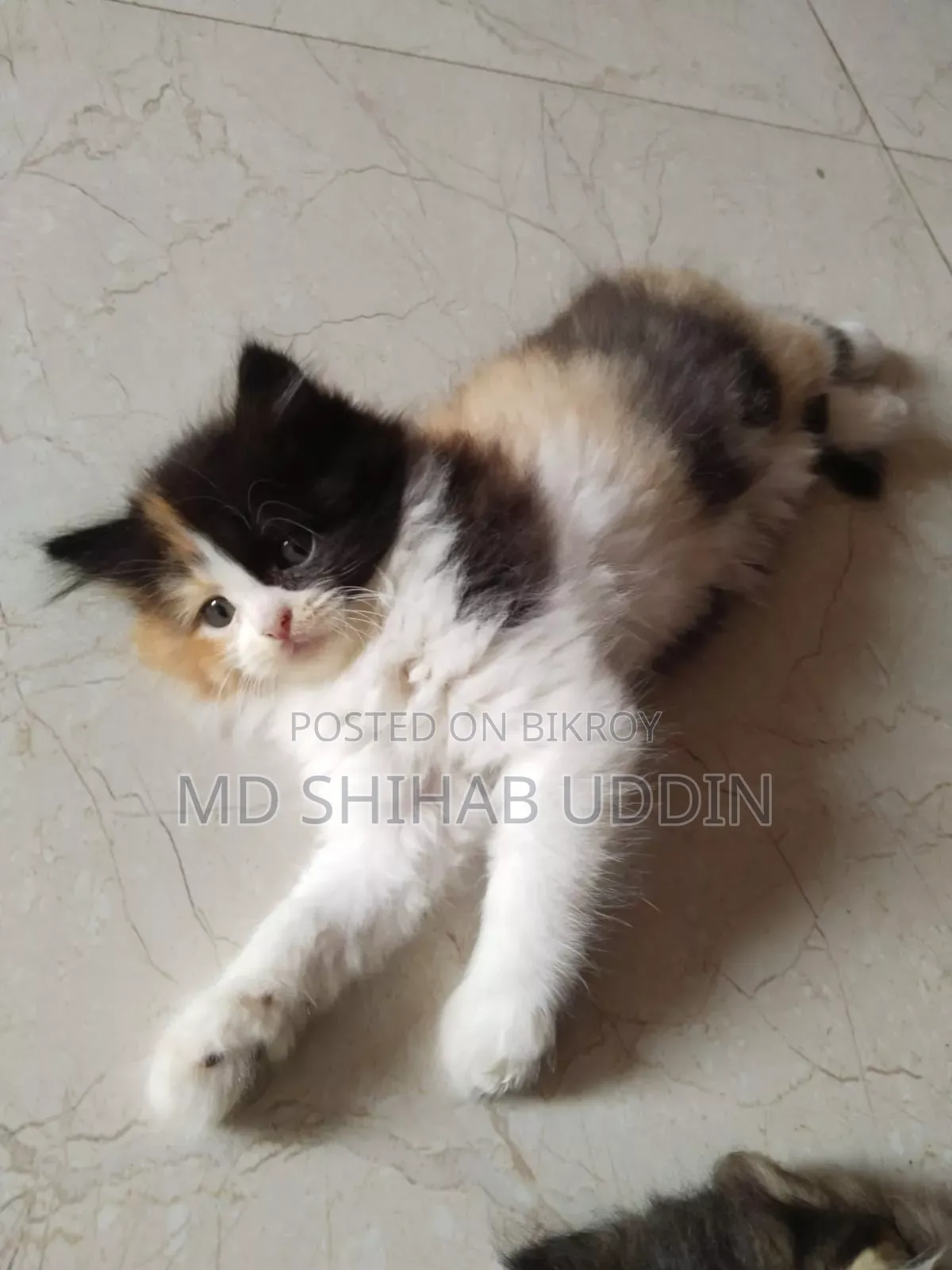 ১-৩ মাসের ফিমেল পিওরব্রেড পার্সিয়ান