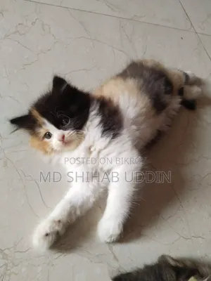 ১-৩ মাসের ফিমেল পিওরব্রেড পার্সিয়ান