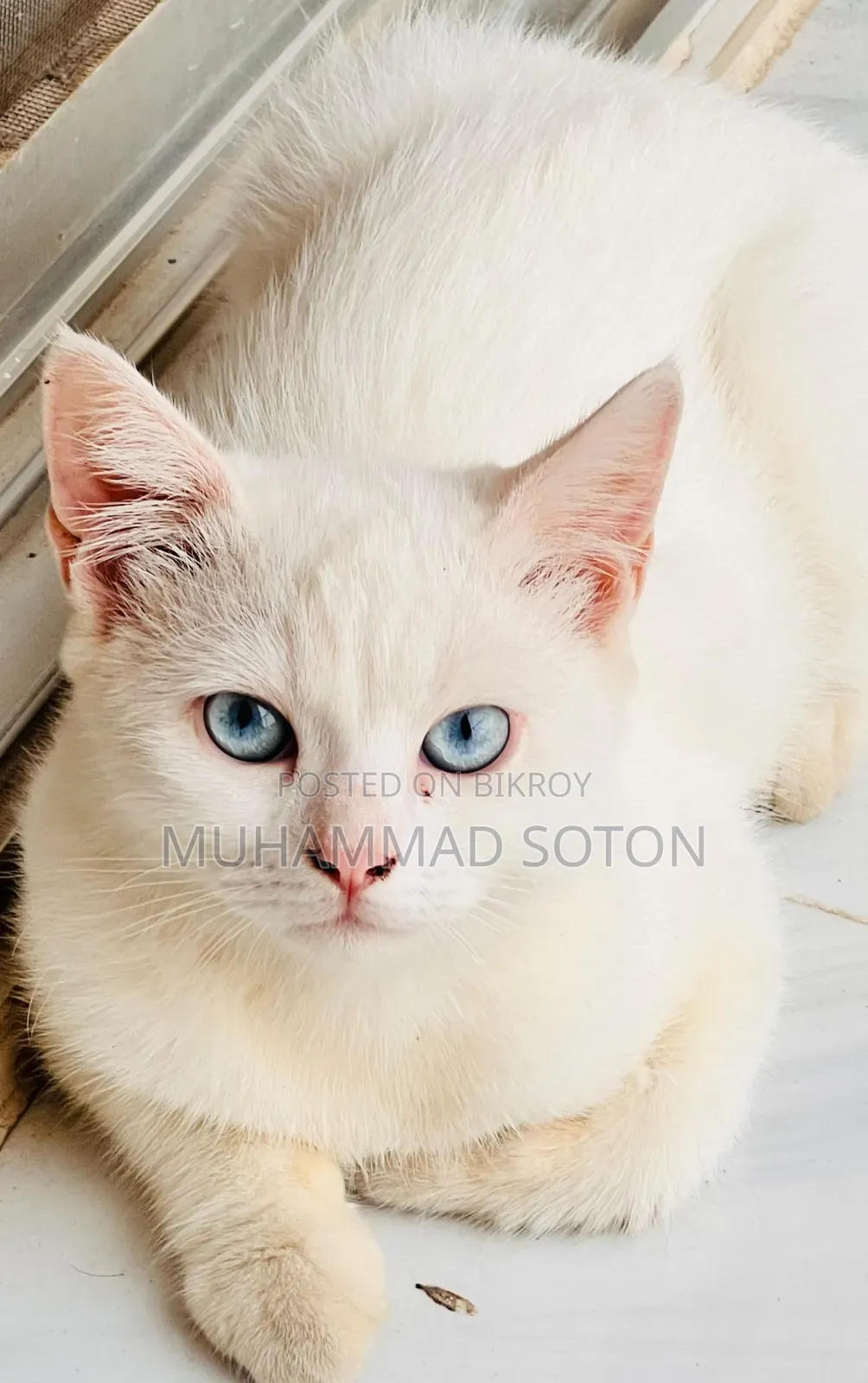 6-12 Months Male Mixed Breed Persian