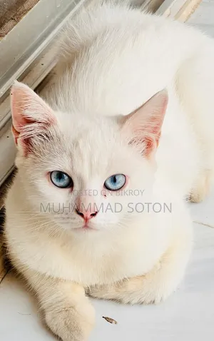 6-12 Months Male Mixed Breed Persian