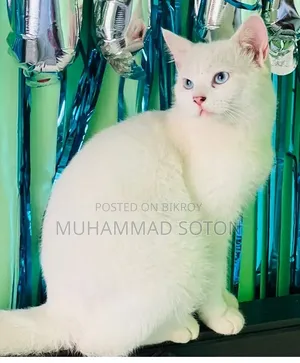 6-12 Months Male Mixed Breed Persian