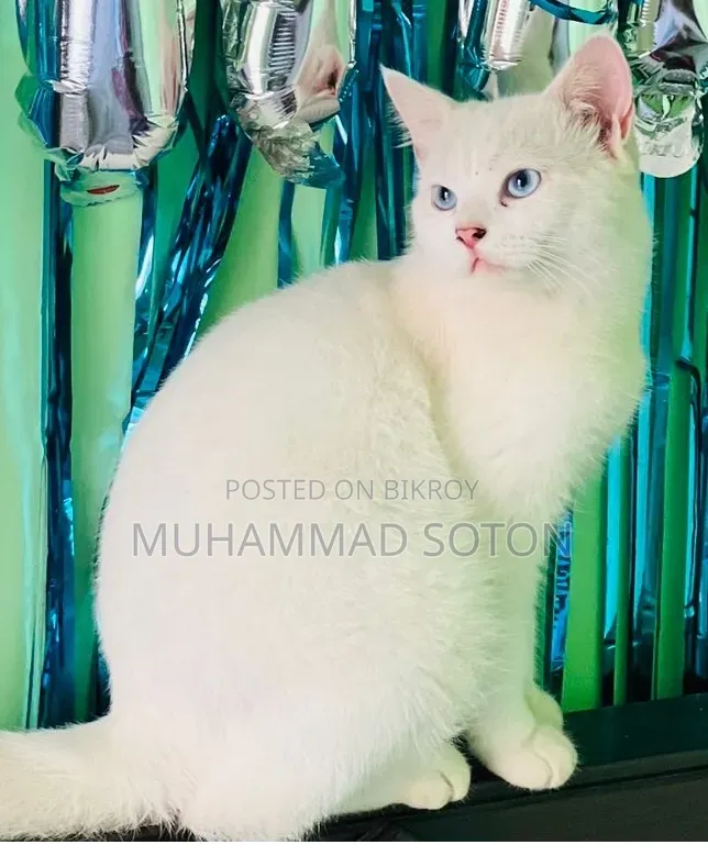6-12 Months Male Mixed Breed Persian