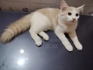 3-6 Months Male Mixed Breed Persian