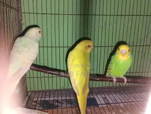 ৮ পিস বাজারিগার পাখি বিক্রয় করা হবে।