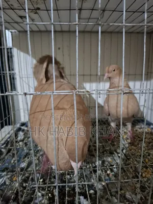 Running Pair