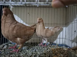 Running Pair