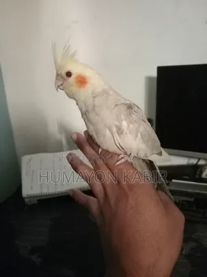 Cockatiel (Lutino Pied)