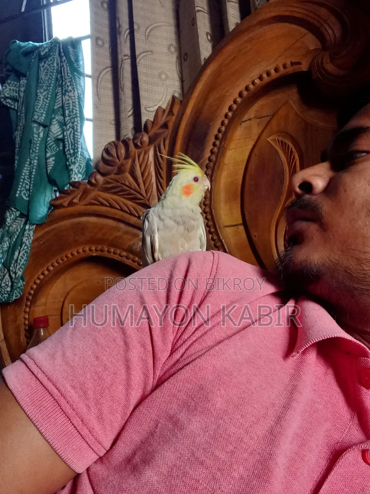Cockatiel (Lutino Pied)