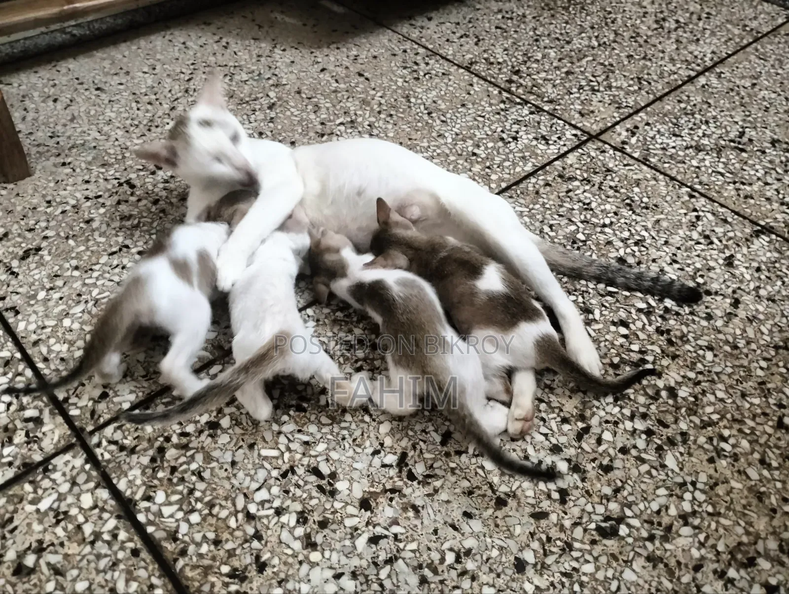 1-3 Months Female Purebred Bengal