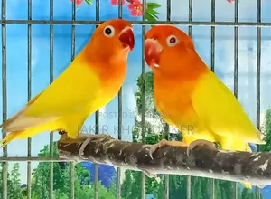 পাখি এবং পোষা প্রাণী