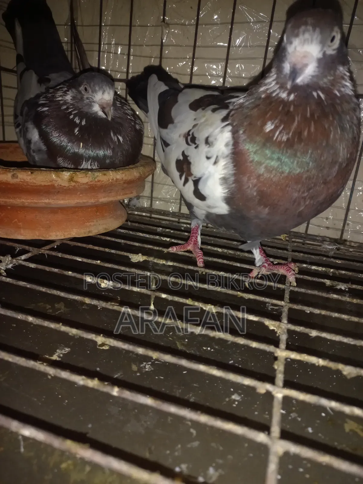 Very Good Pigeon
