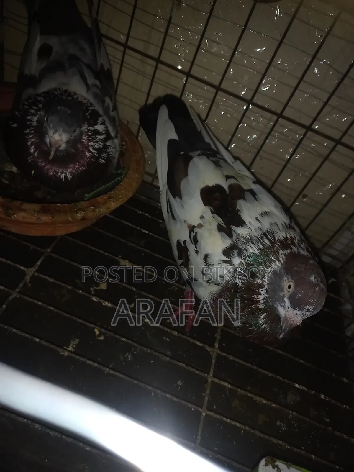 Very Good Pigeon