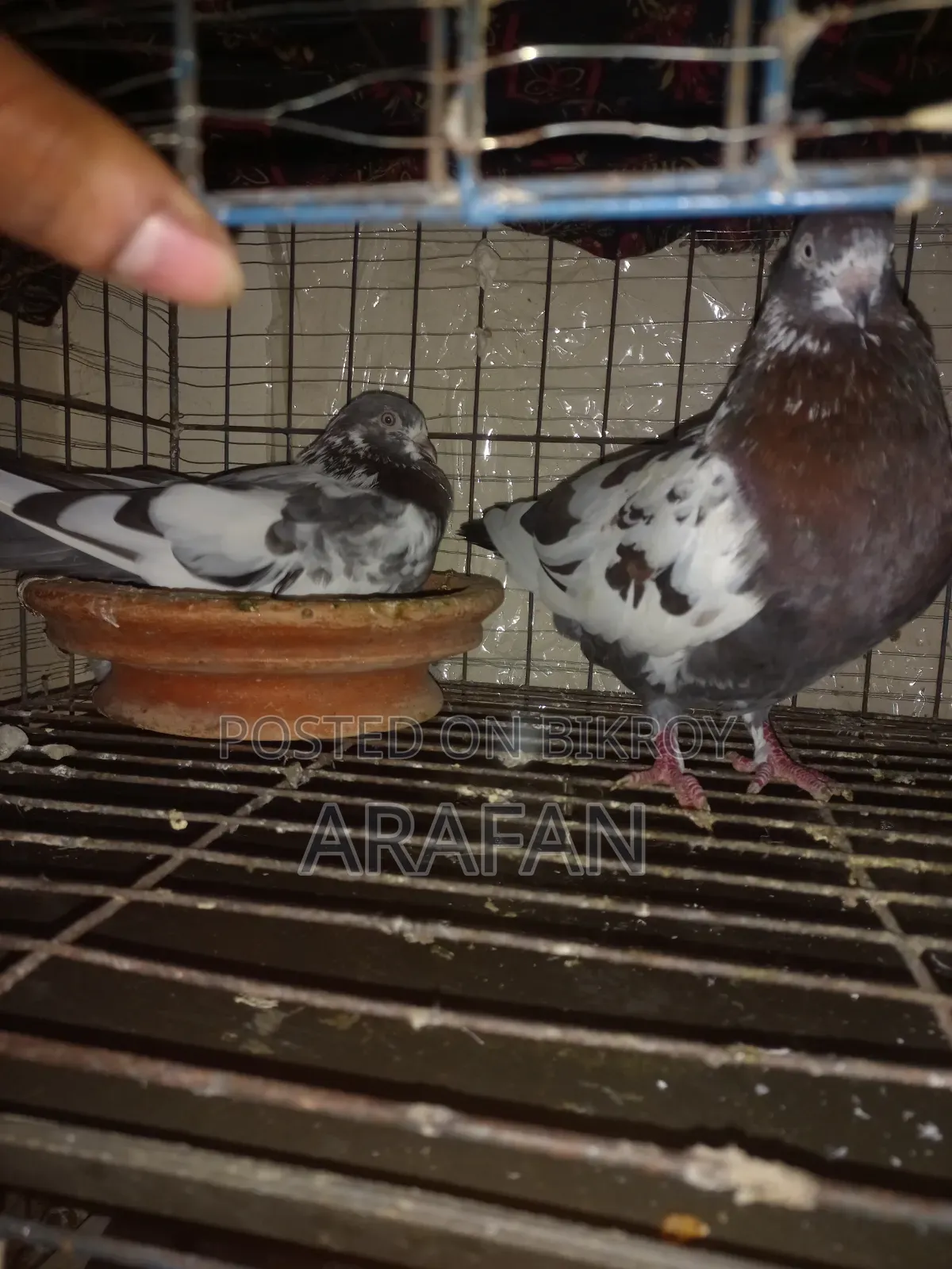 Very Good Pigeon