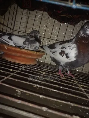 Very Good Pigeon