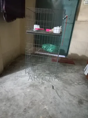 Very Good Pigeon