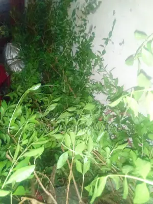 Fresh Henna Leaves for Sale
