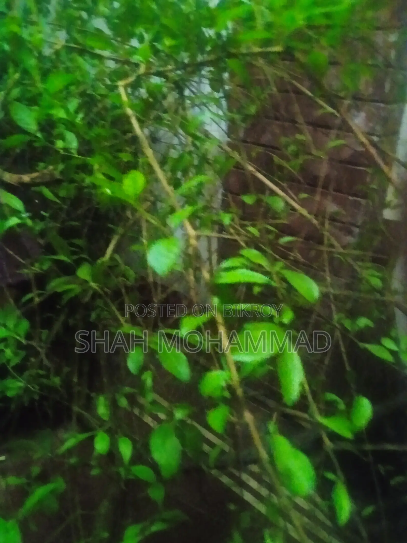 Fresh Henna Leaves for Sale