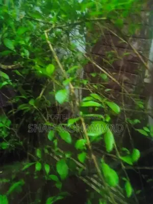 Fresh Henna Leaves for Sale