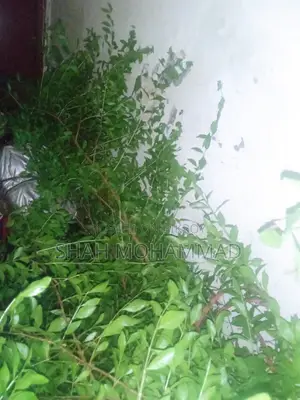 Fresh Henna Leaves for Sale
