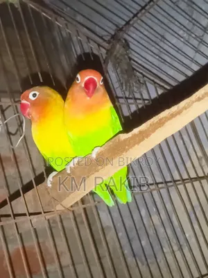 Lovebird Bird