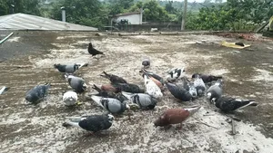Pigeon Cage and Pigeons for Sale