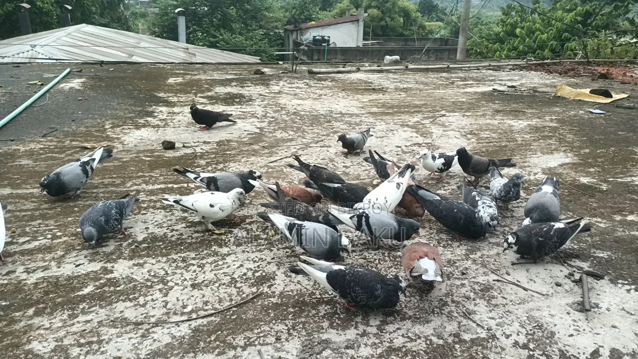 Pigeon Cage and Pigeons for Sale