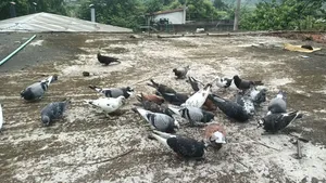 Pigeon Cage and Pigeons for Sale