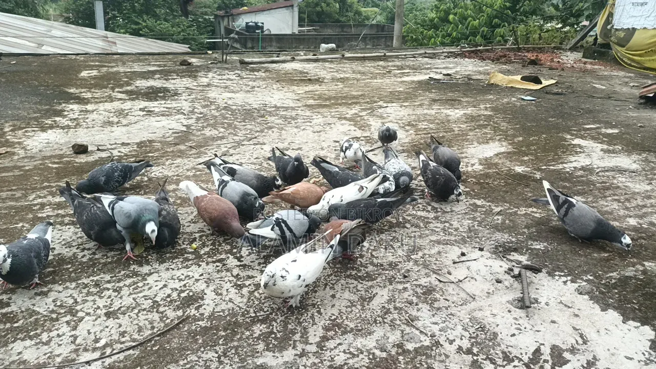 Pigeon Cage and Pigeons for Sale