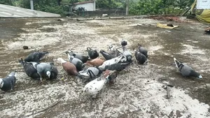 Pigeon Cage and Pigeons for Sale
