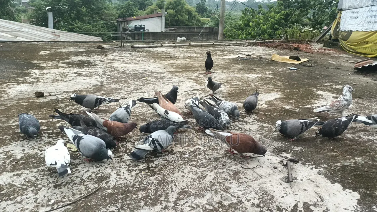 Pigeon Cage and Pigeons for Sale