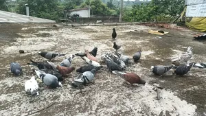 Pigeon Cage and Pigeons for Sale