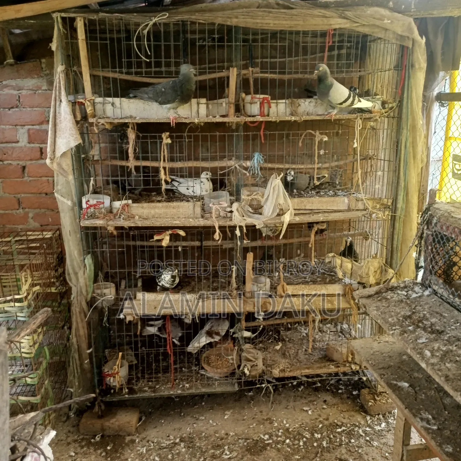 Pigeon Cage and Pigeons for Sale