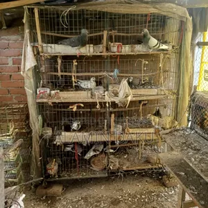Pigeon Cage and Pigeons for Sale