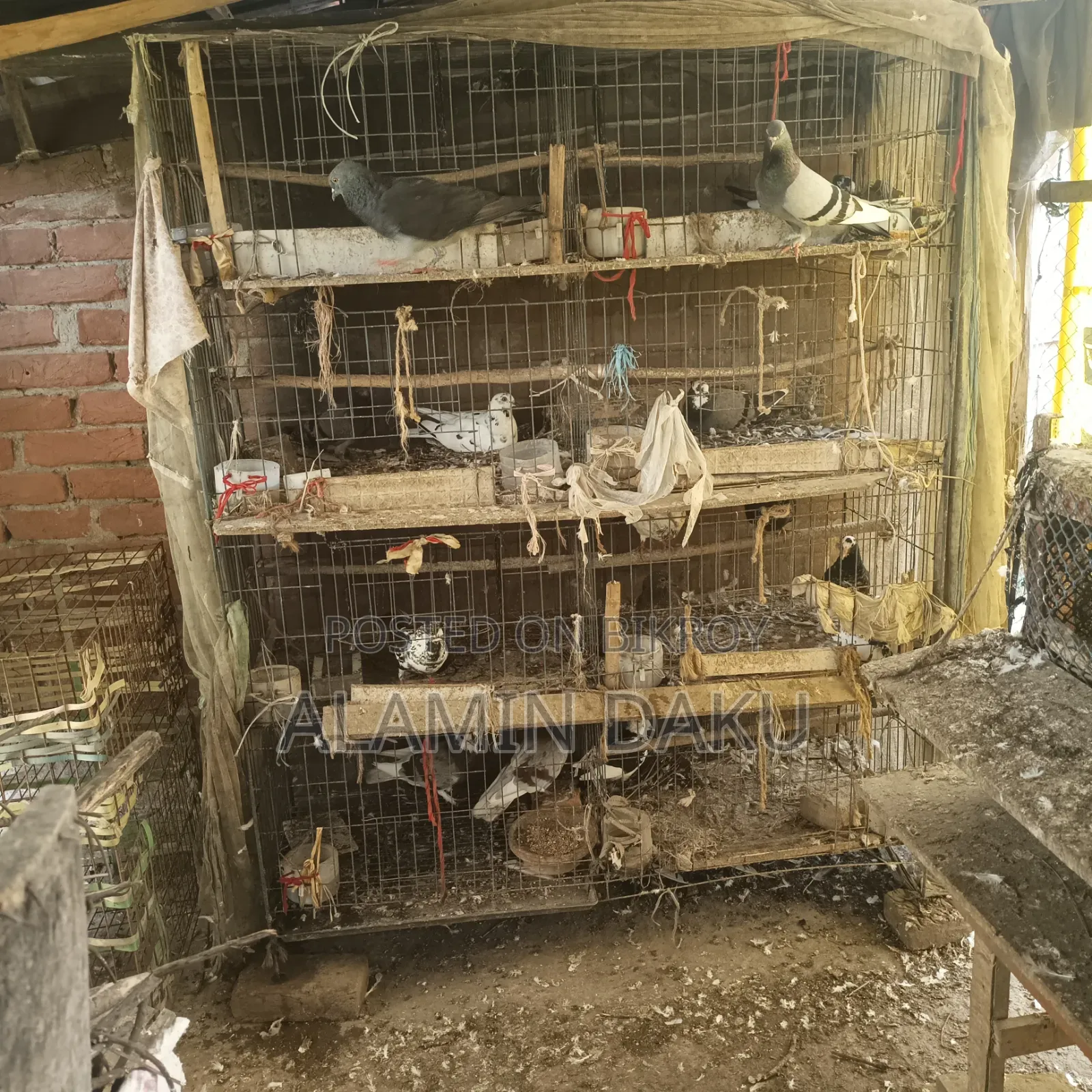 Pigeon Cage and Pigeons for Sale