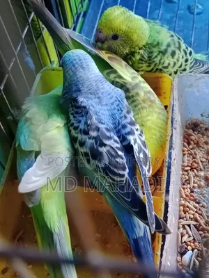 বাজরিগার বেবি হেলদি এবং সম্পূর্ণ সুস্থ পছন্দ হলে নিতে পারেন