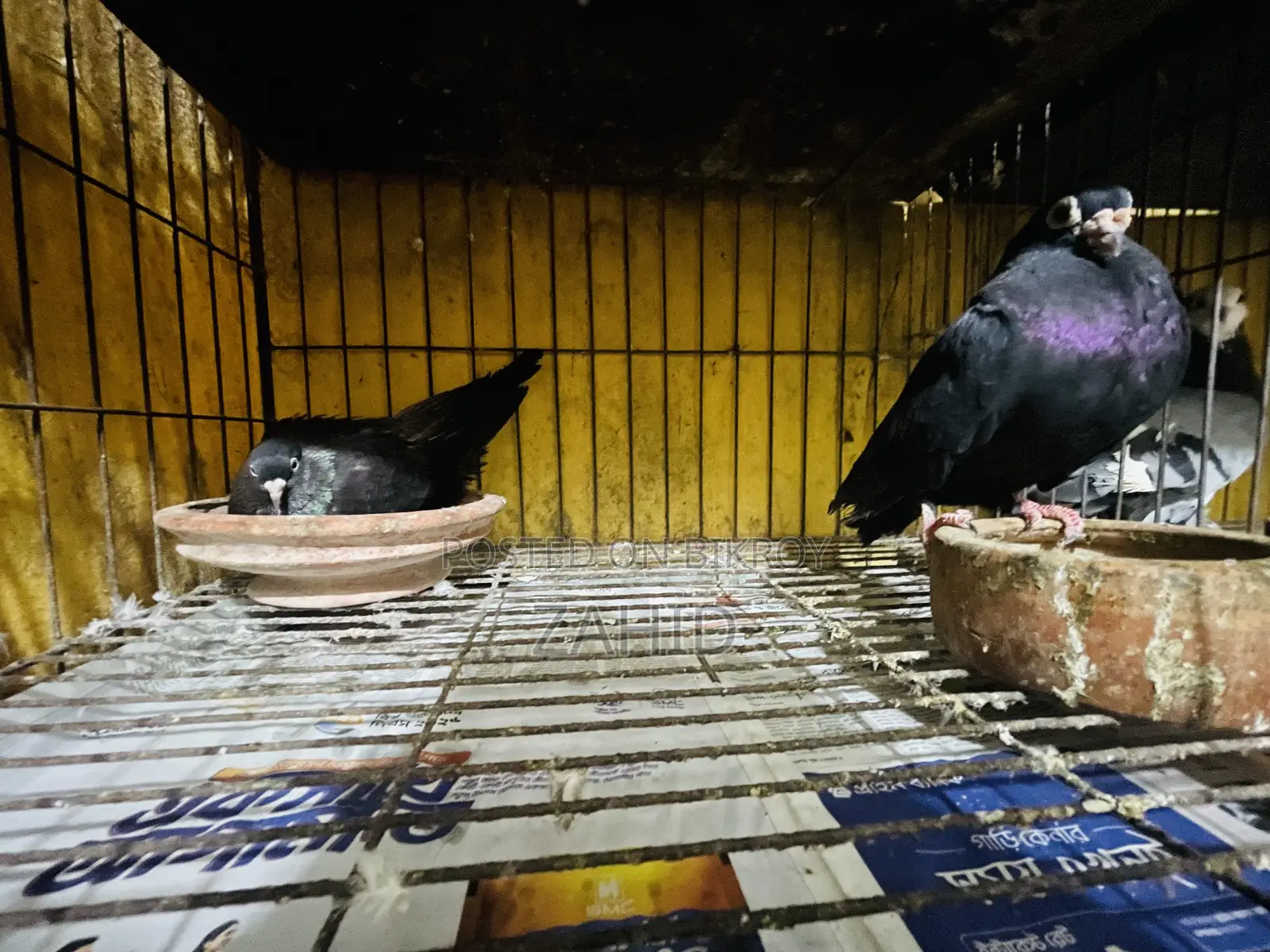 Good Breed Pigeons for Sale