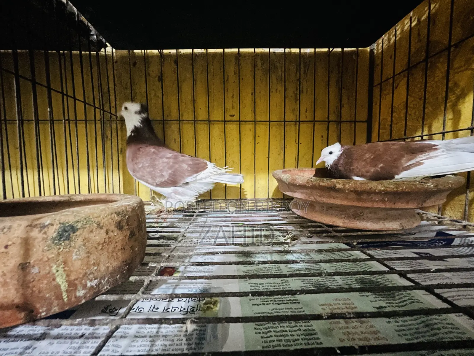 Good Breed Pigeons for Sale