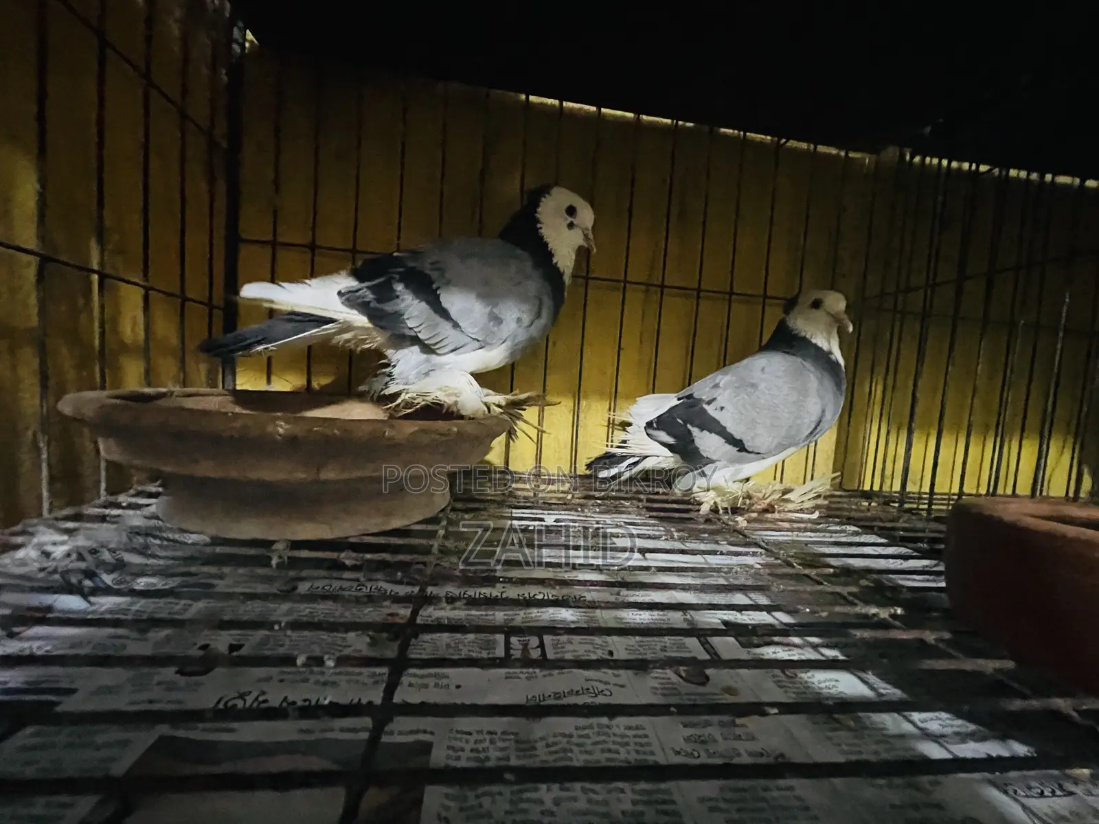 Good Breed Pigeons for Sale