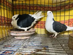 Good Breed Pigeons for Sale