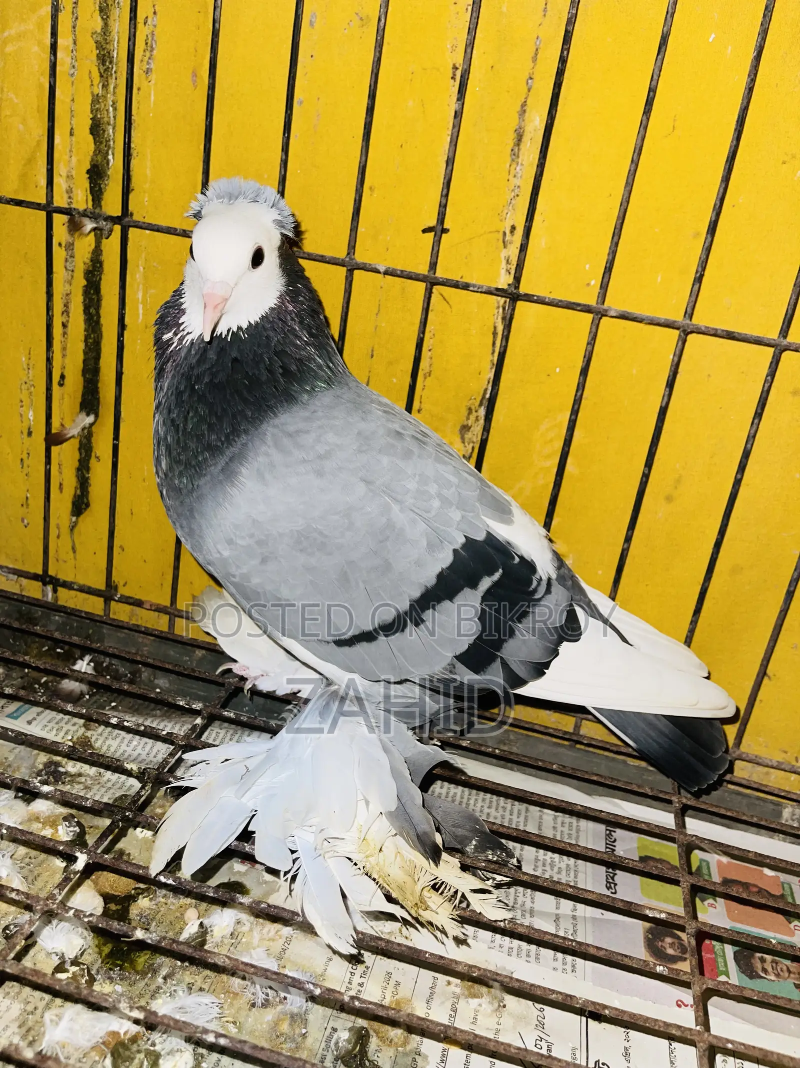 Good Breed Pigeons for Sale