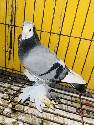 Good Breed Pigeons for Sale