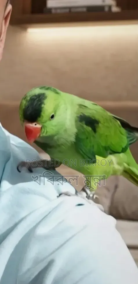 টেম করা রিংনেক টিয়া বিক্রি হবে।