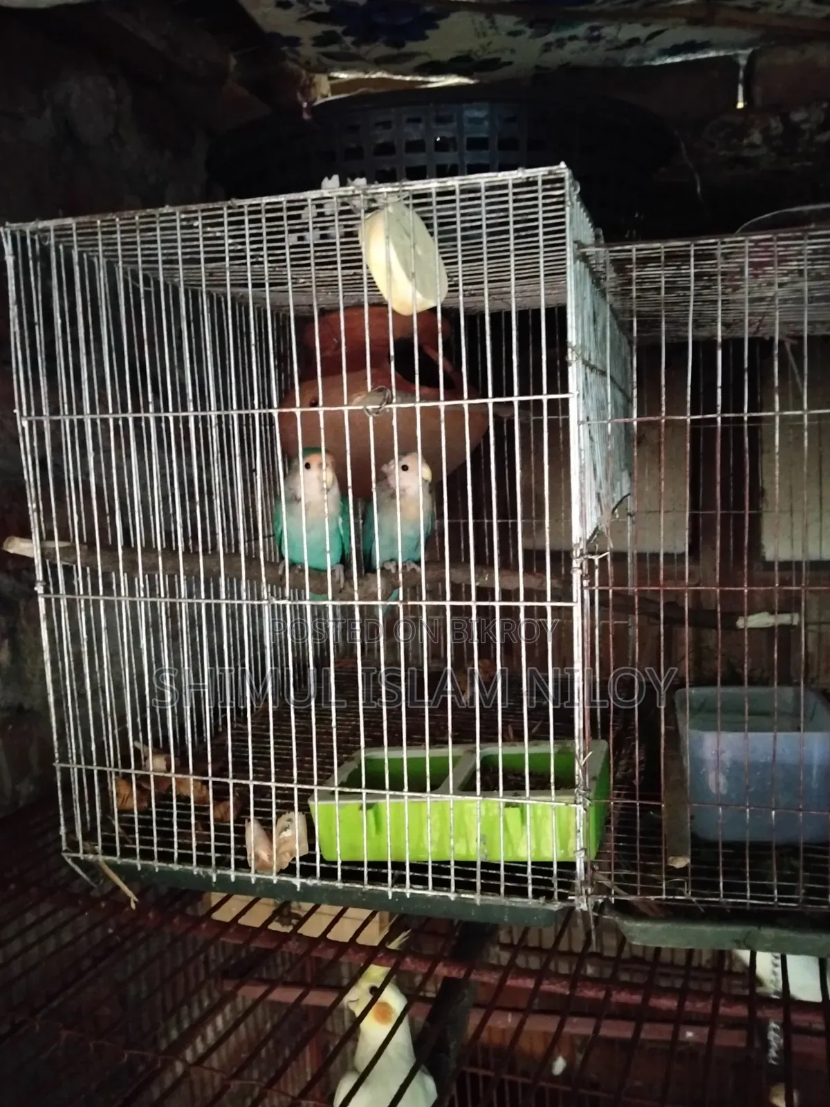 Love Bird Pakhi