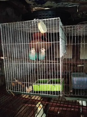 Love Bird Pakhi