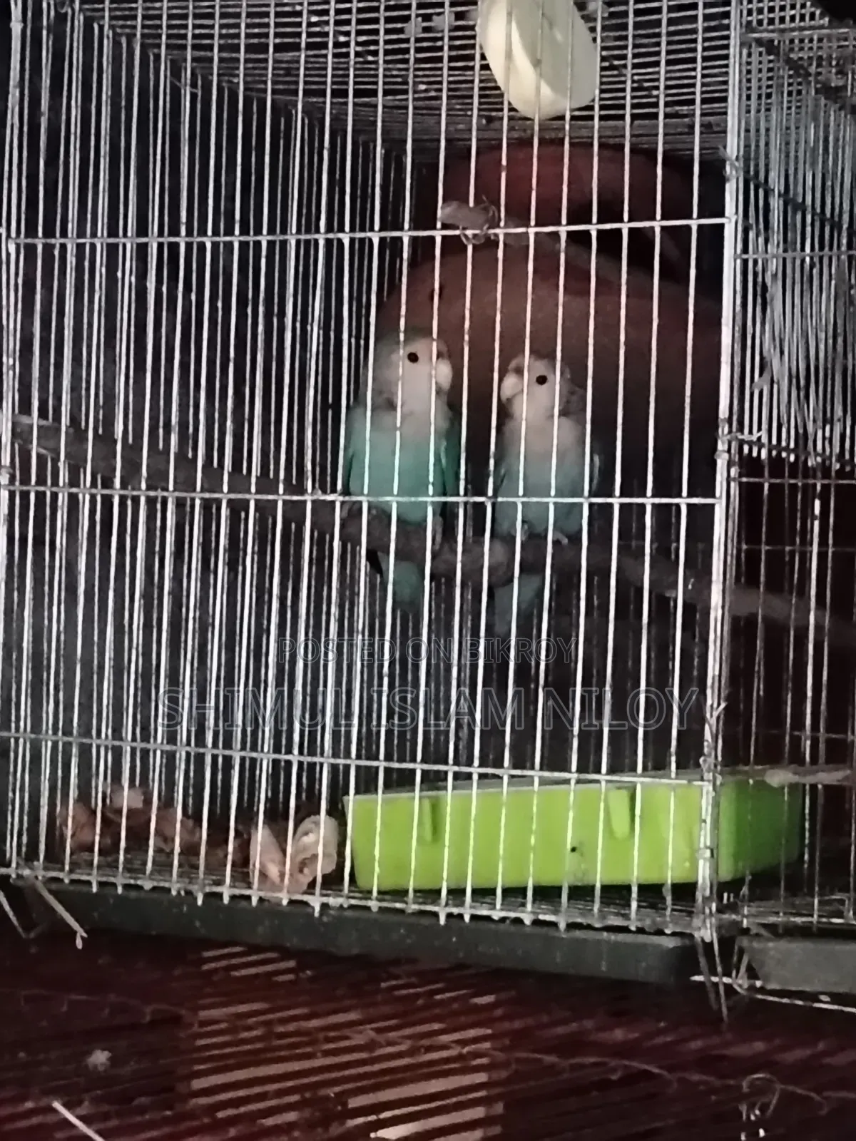 Love Bird Pakhi