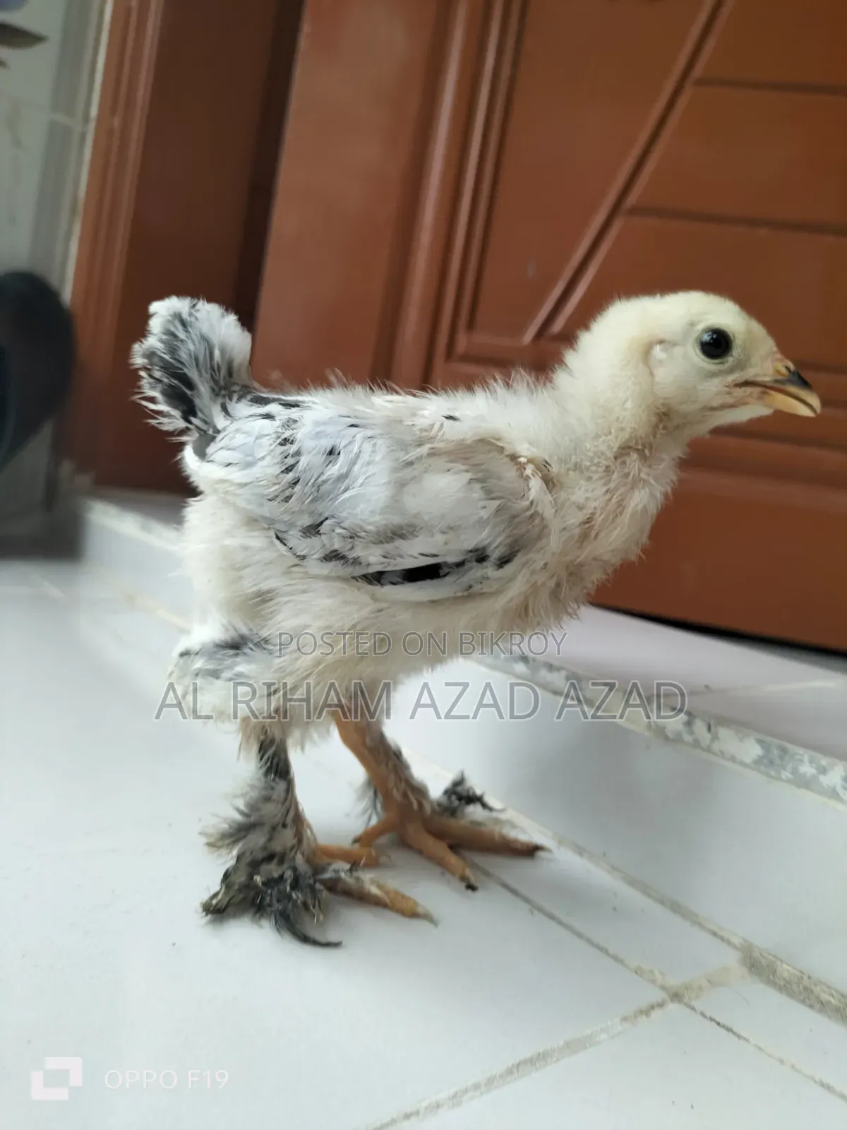 ব্রহ্মা মুরগী